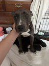 adoptable Dog in  named Miss Honey