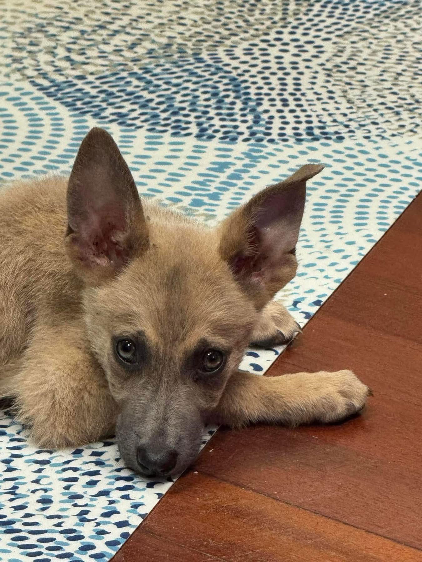 adoptable Dog in New Orleans, LA named Don Quixote
