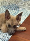adoptable Dog in New Orleans, LA named Don Quixote