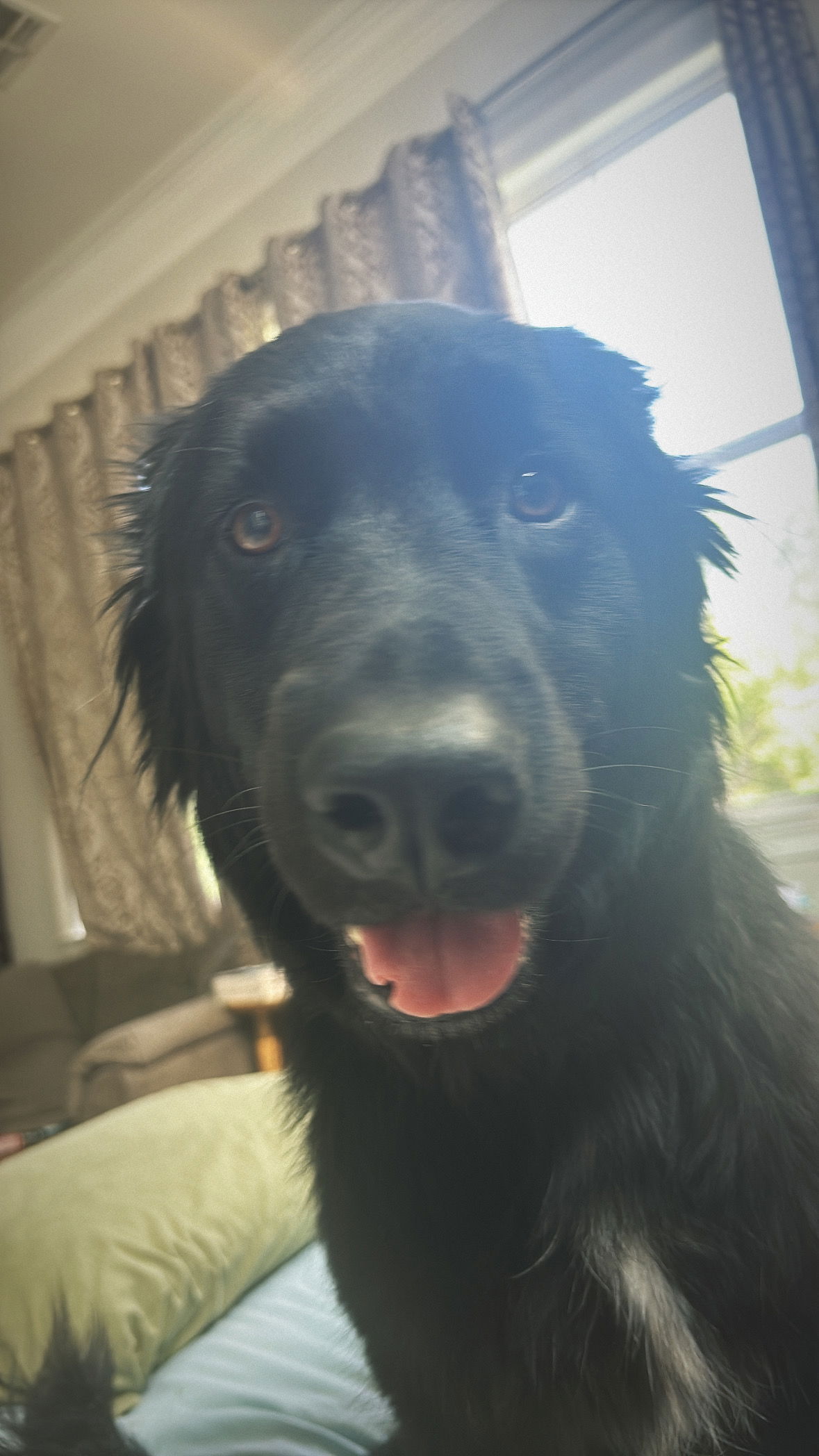 adoptable Dog in New Orleans, LA named Giselle