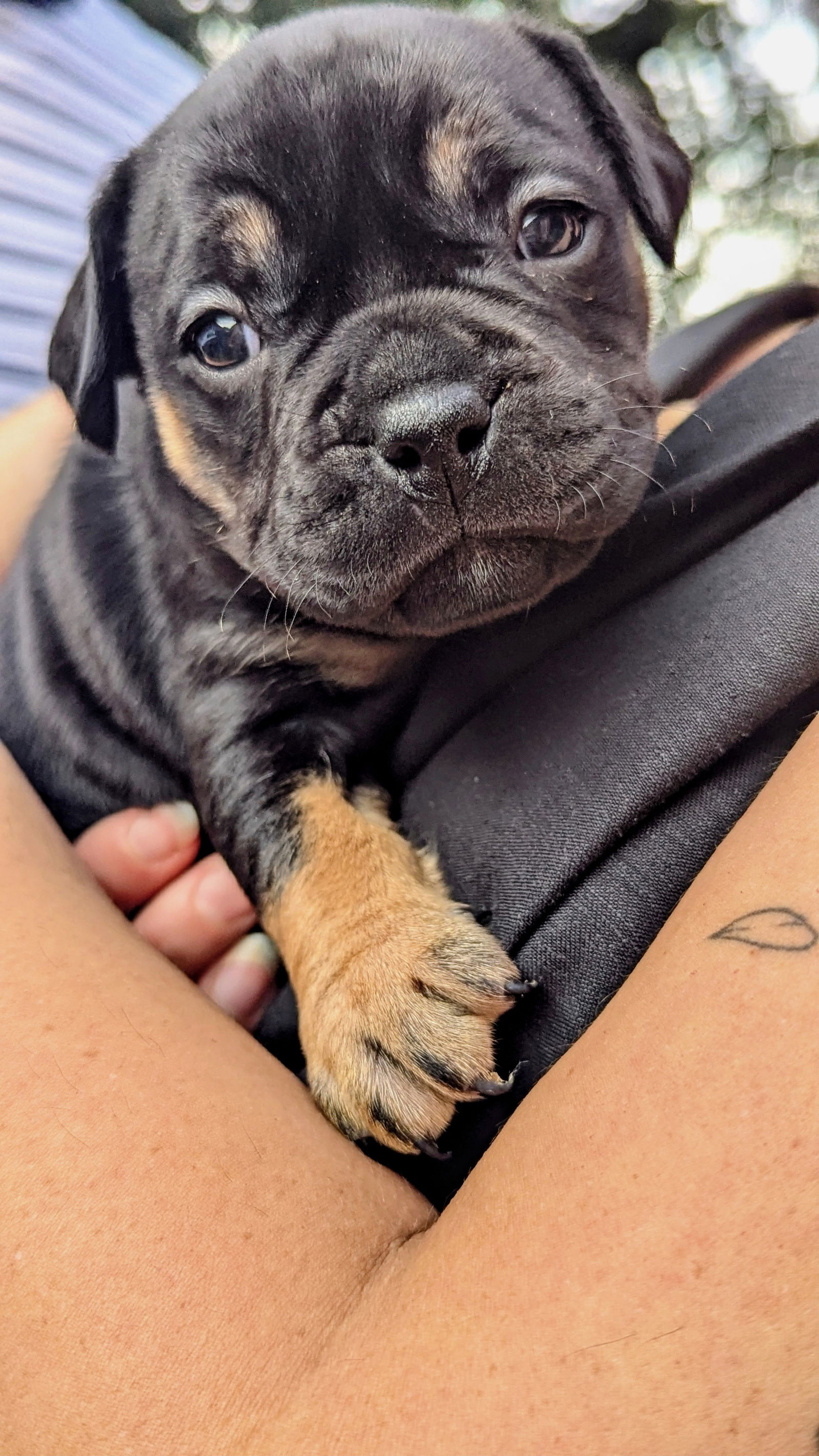 adoptable Dog in New Orleans, LA named Scarlett O’Hara