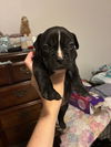 adoptable Dog in new orleans, LA named Amelia Bedelia