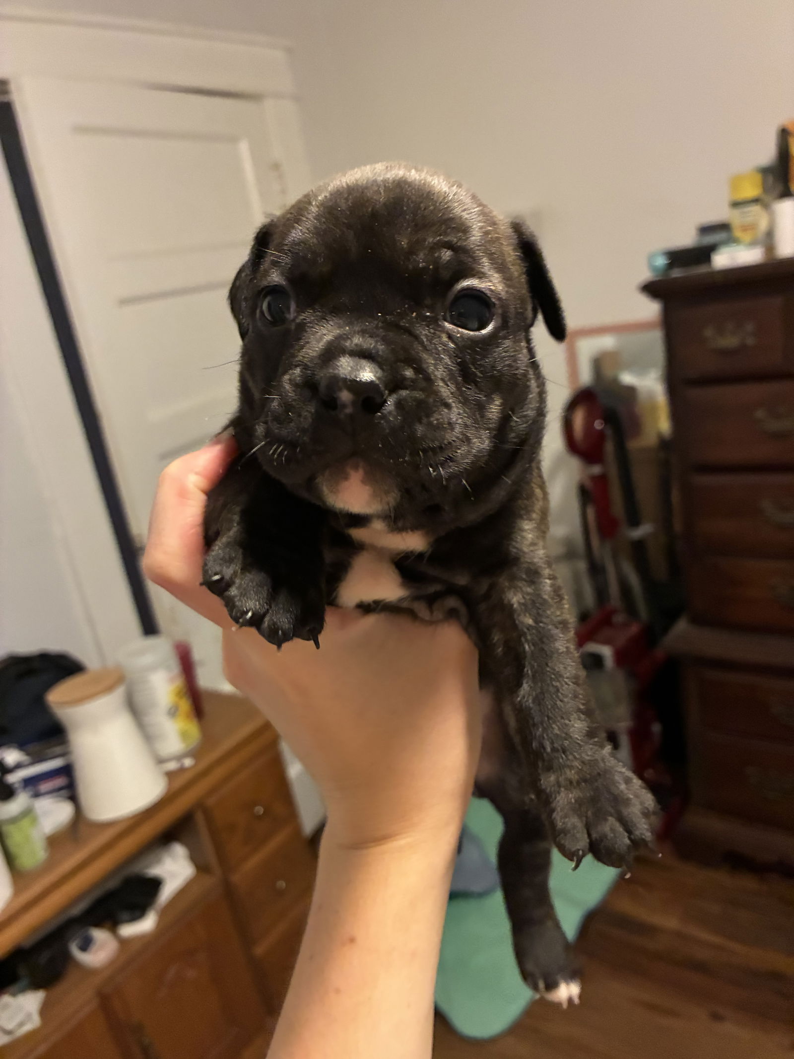 adoptable Dog in New Orleans, LA named Scout Finch