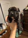 adoptable Dog in  named Scout Finch