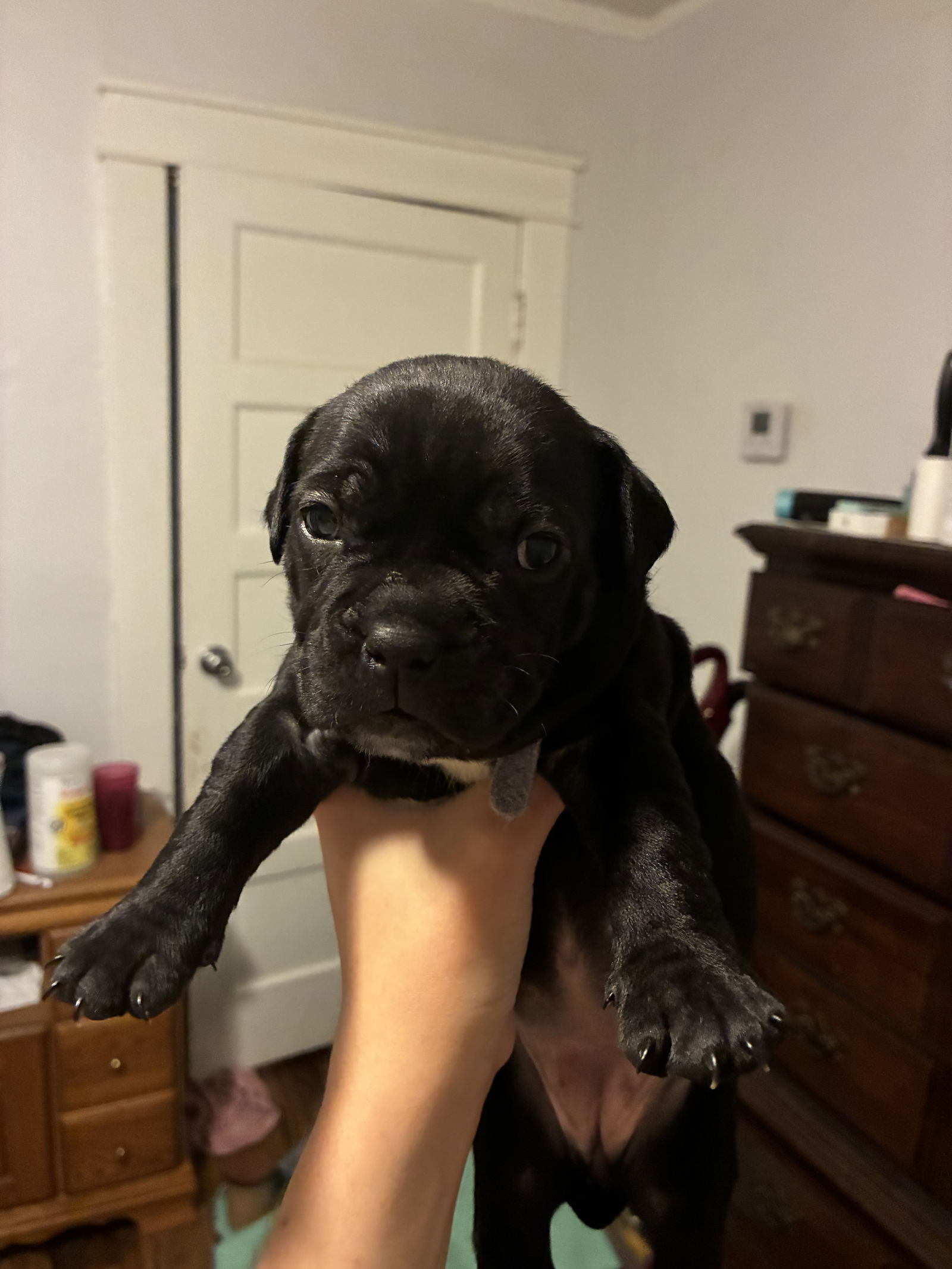 adoptable Dog in New Orleans, LA named Daisy Buchanan