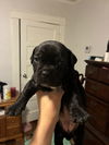 adoptable Dog in  named Daisy Buchanan