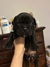 adoptable Dog in  named Legolas