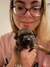 adoptable Dog in  named Jay Gatsby