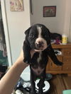 adoptable Dog in  named Huckleberry Finn