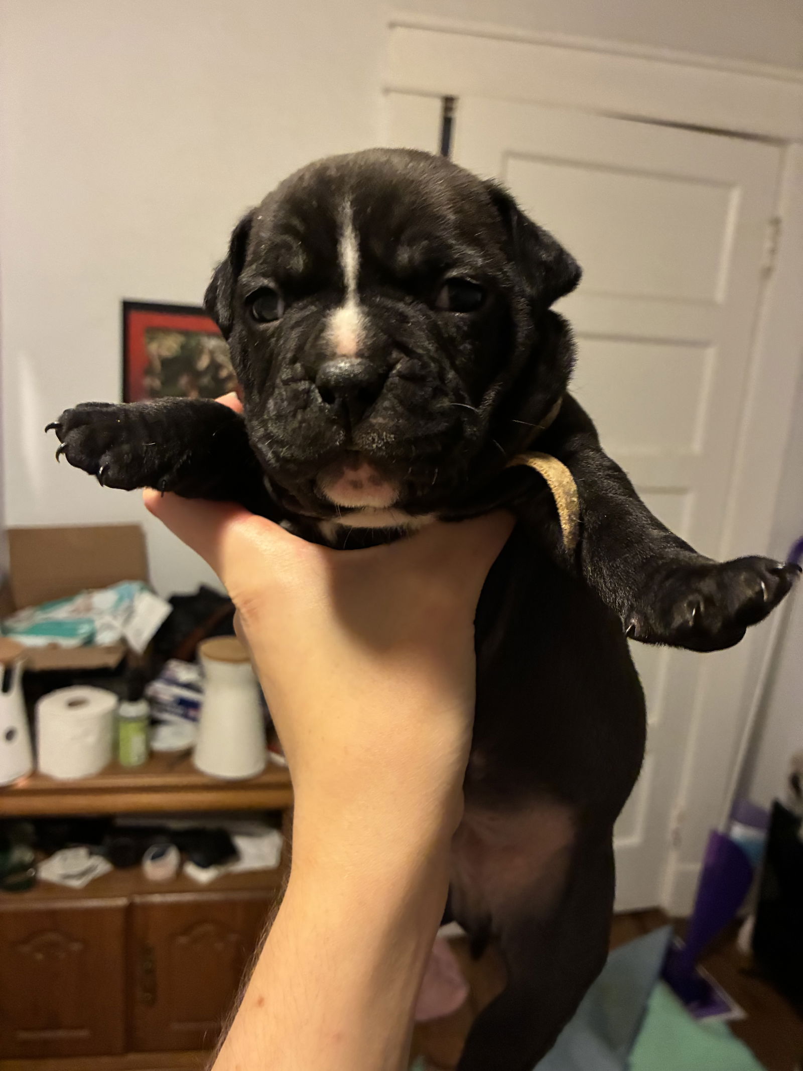 adoptable Dog in New Orleans, LA named Frodo Baggins