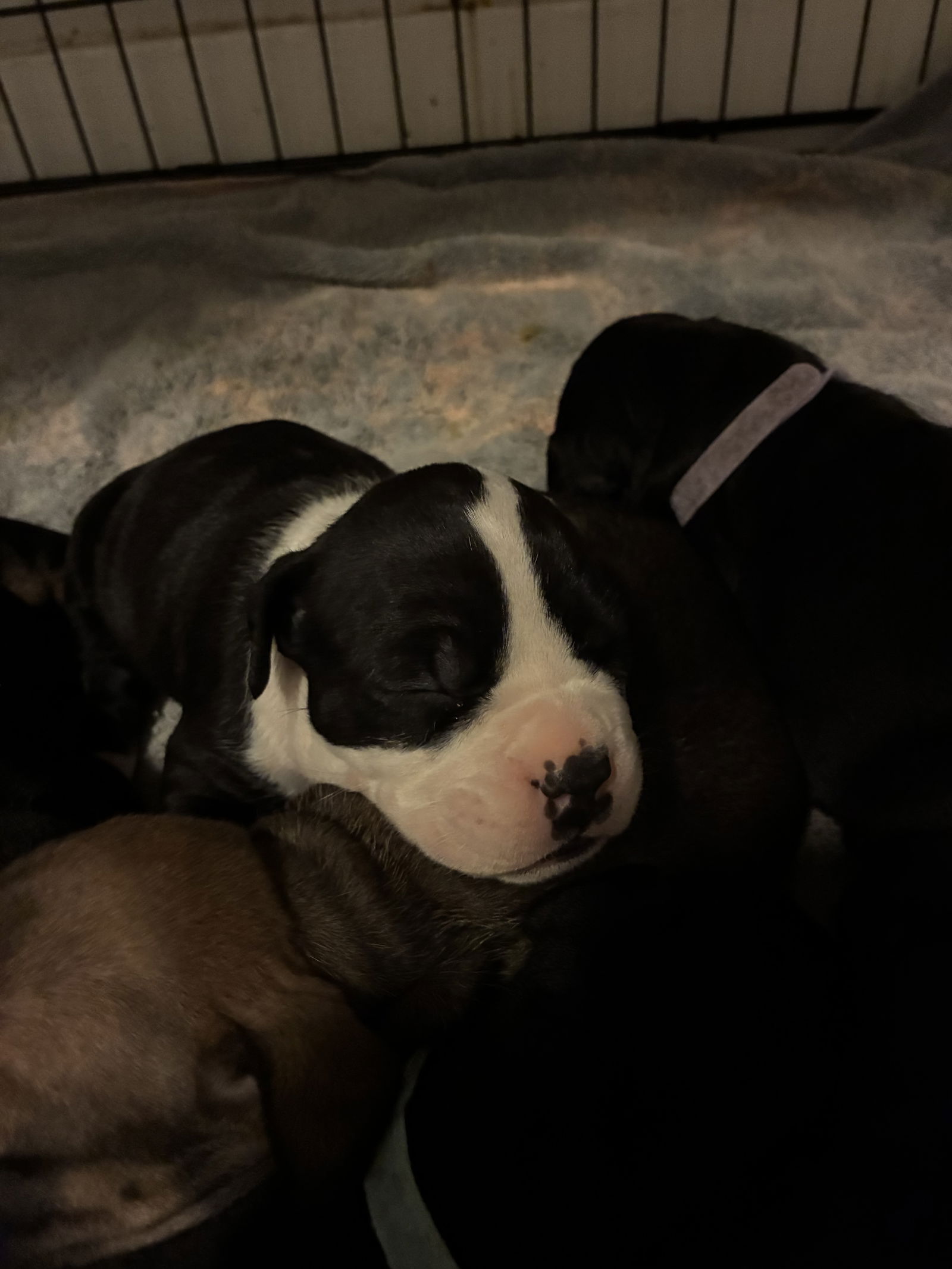 adoptable Dog in New Orleans, LA named Atticus Finch