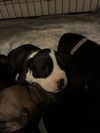 adoptable Dog in new orleans, LA named Atticus Finch