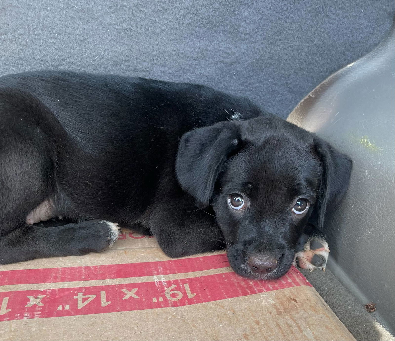 adoptable Dog in New Orleans, LA named Bonnie