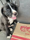 adoptable Dog in  named Clyde