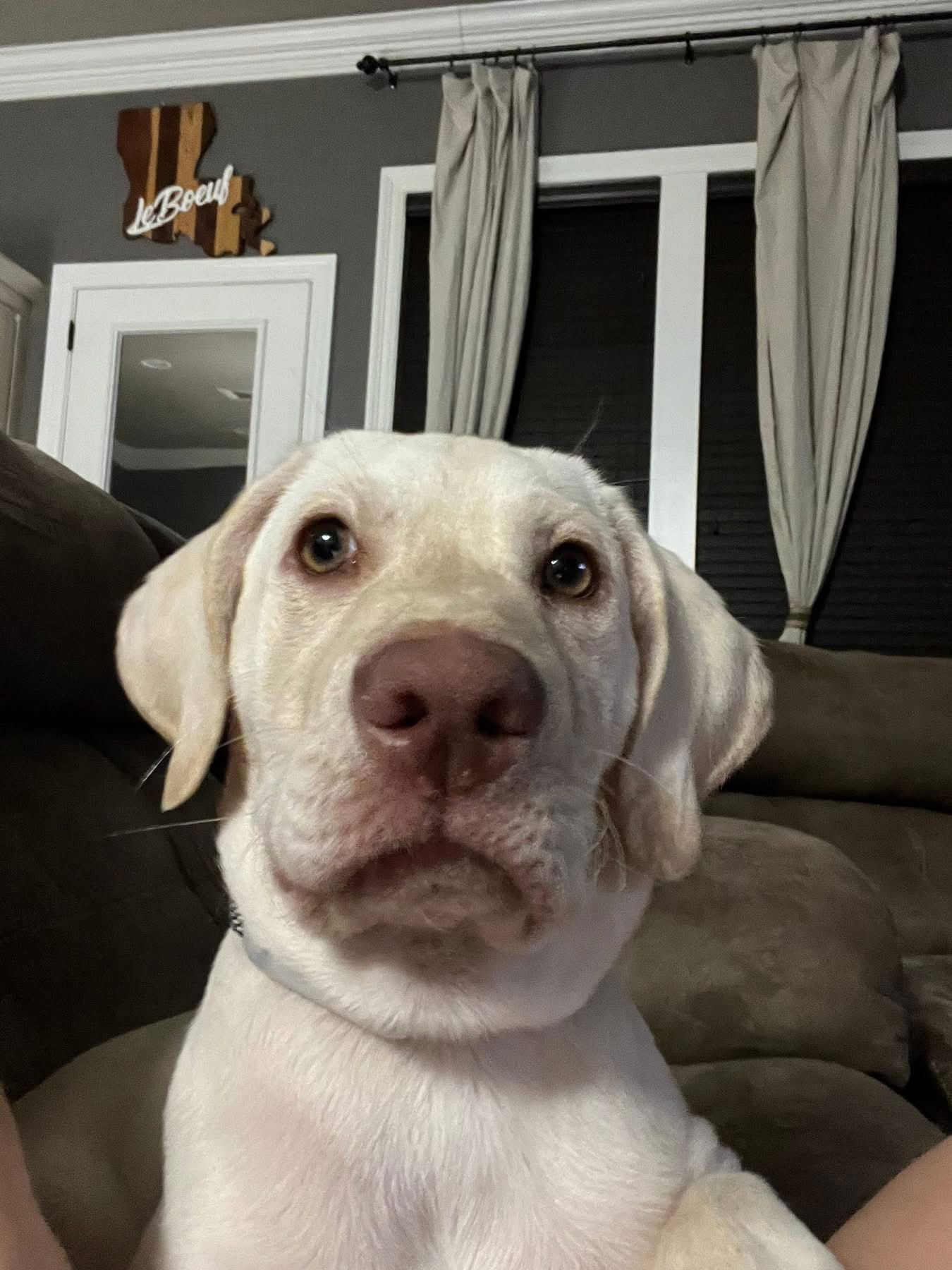 adoptable Dog in New Orleans, LA named Marshall