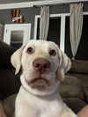 adoptable Dog in  named Marshall