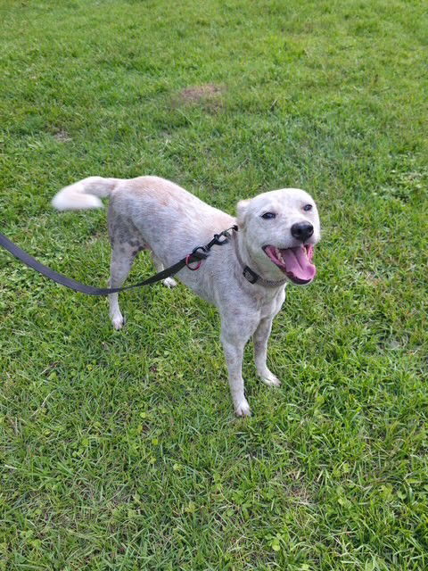 adoptable Dog in New Orleans, LA named Elsa Hardy