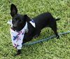 adoptable Dog in  named Princess Opal