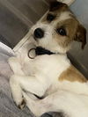 adoptable Dog in  named Gordo