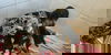 adoptable Dog in  named Dolly Parton (Benefactor Puppy)
