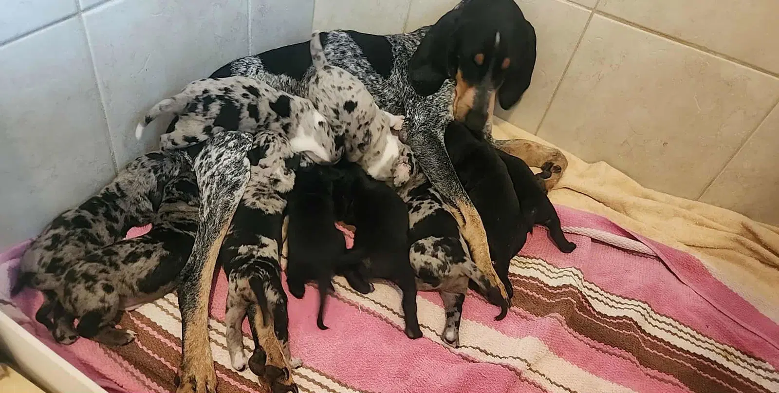Waylon - Bluetick Coonhound