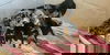 adoptable Dog in  named Cash (Benefactor Puppy)
