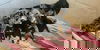 adoptable Dog in  named Boone (Benefactor Puppy)