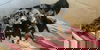 adoptable Dog in  named Jasper (Benefactor Puppy)