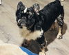 adoptable Dog in , LA named Big Papa (Benefactor Dog)