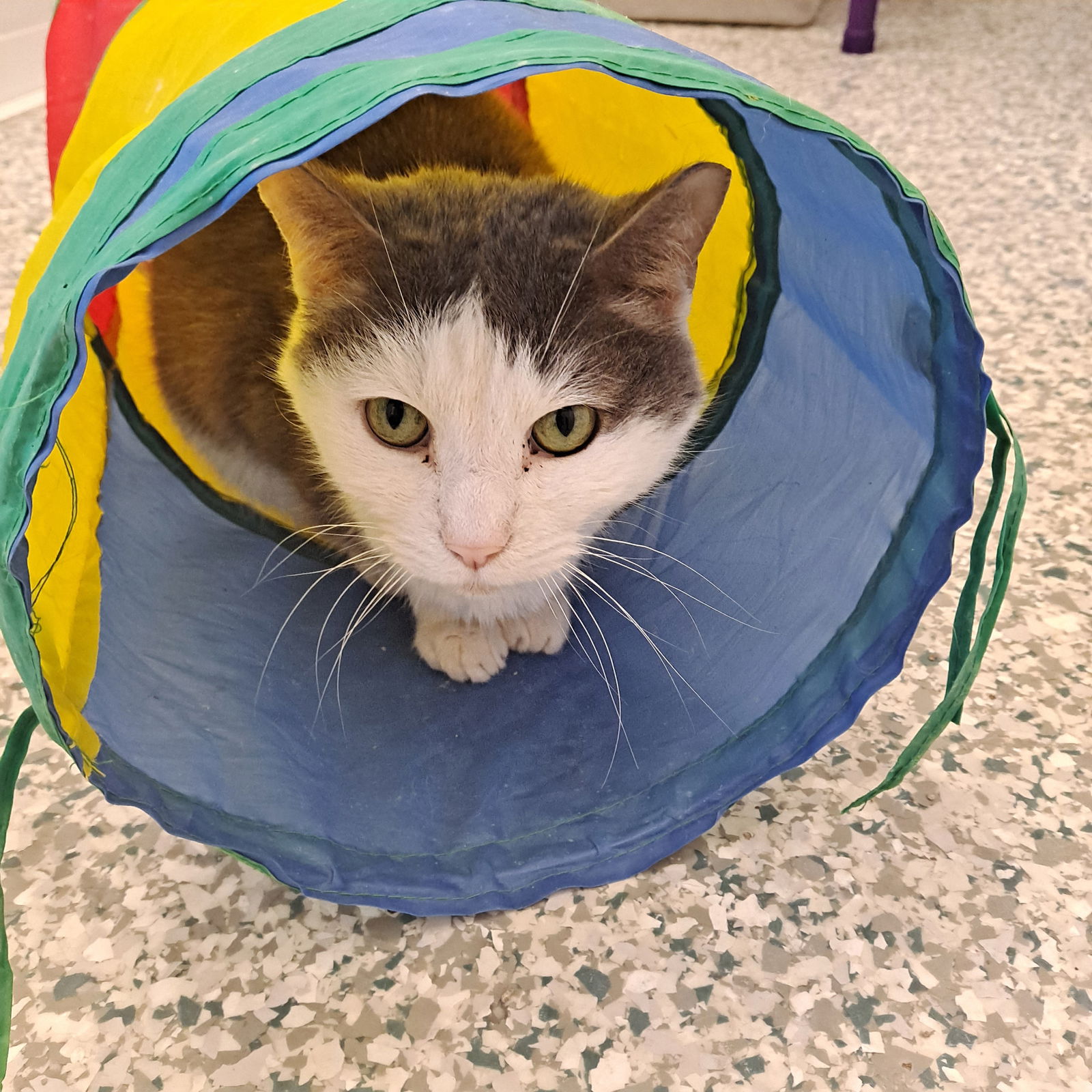 adoptable Cat in Bay City, MI named Hissofer