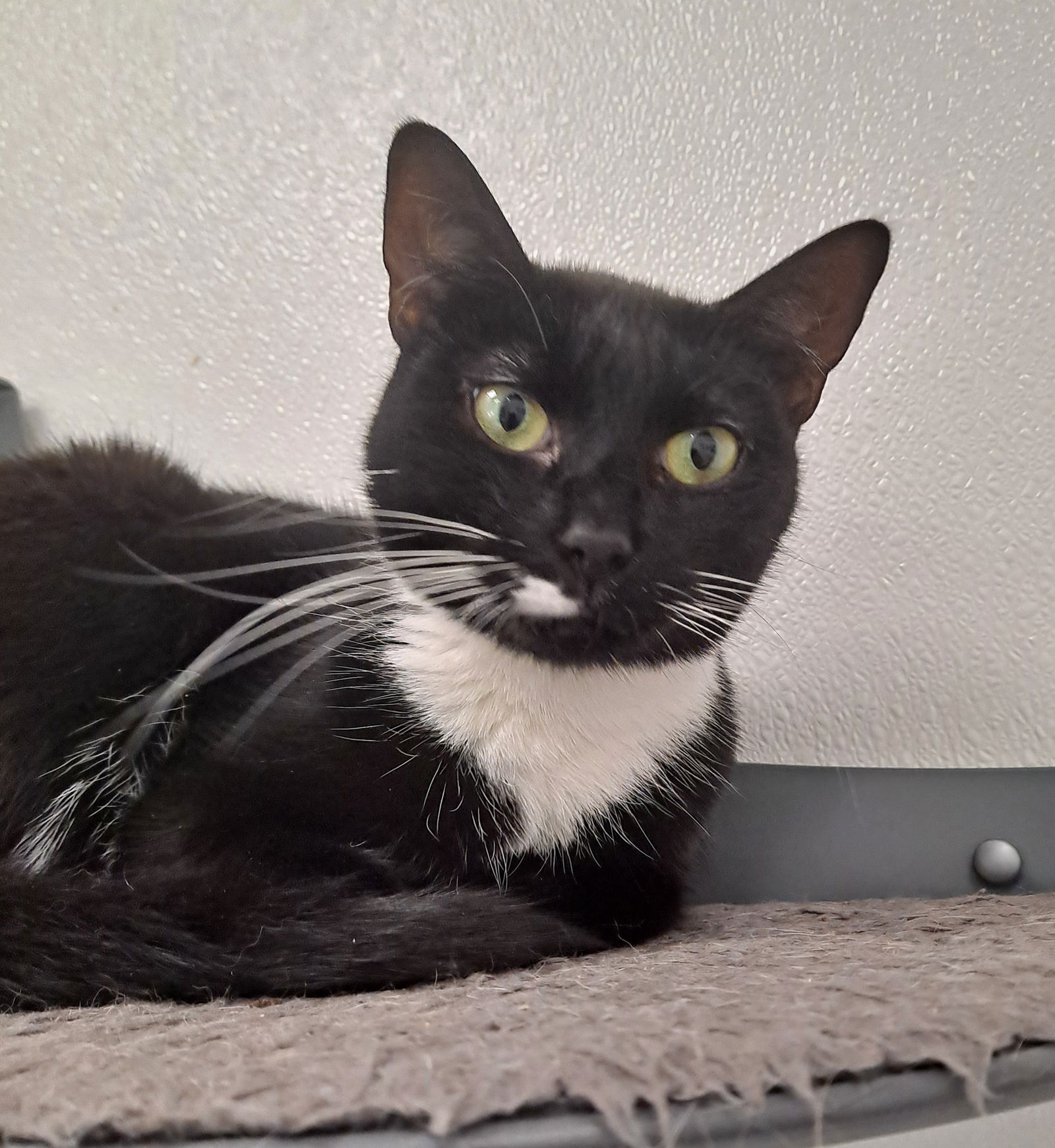 adoptable Cat in Bay City, MI named Tuxedo Sue