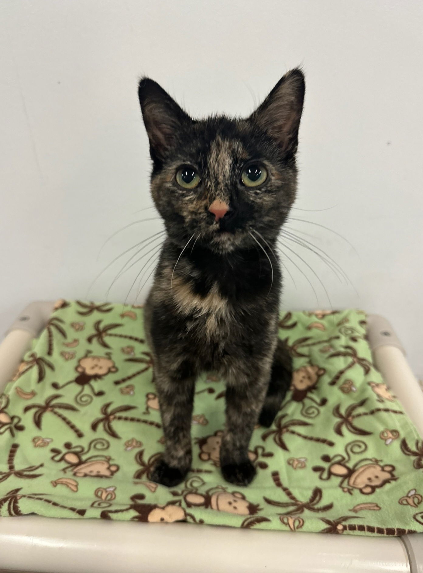 adoptable Cat in Bay City, MI named Poppy