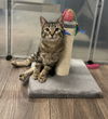 adoptable Cat in Bay City, MI named Tulip (Felix)