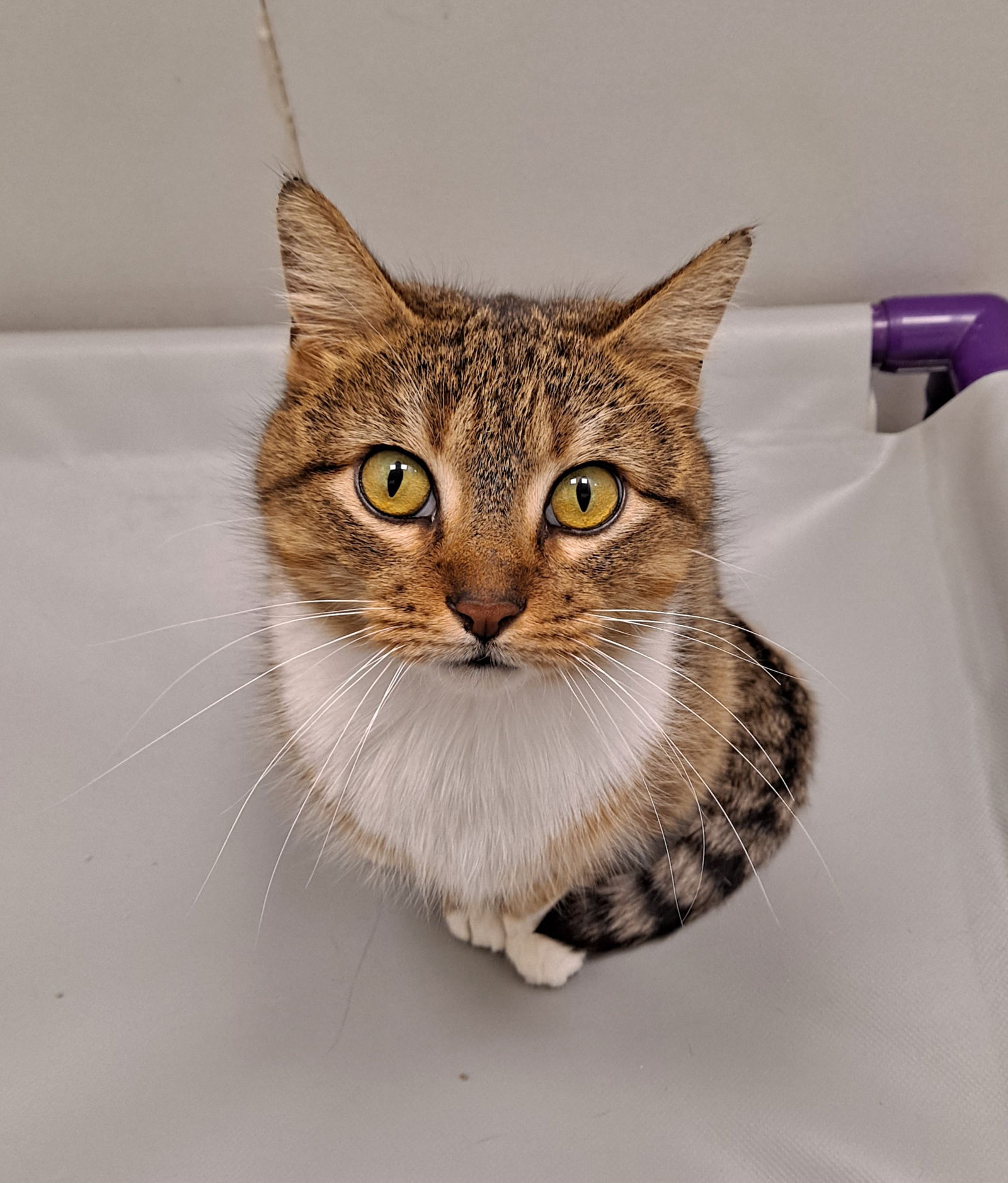 adoptable Cat in Bay City, MI named Eugenia