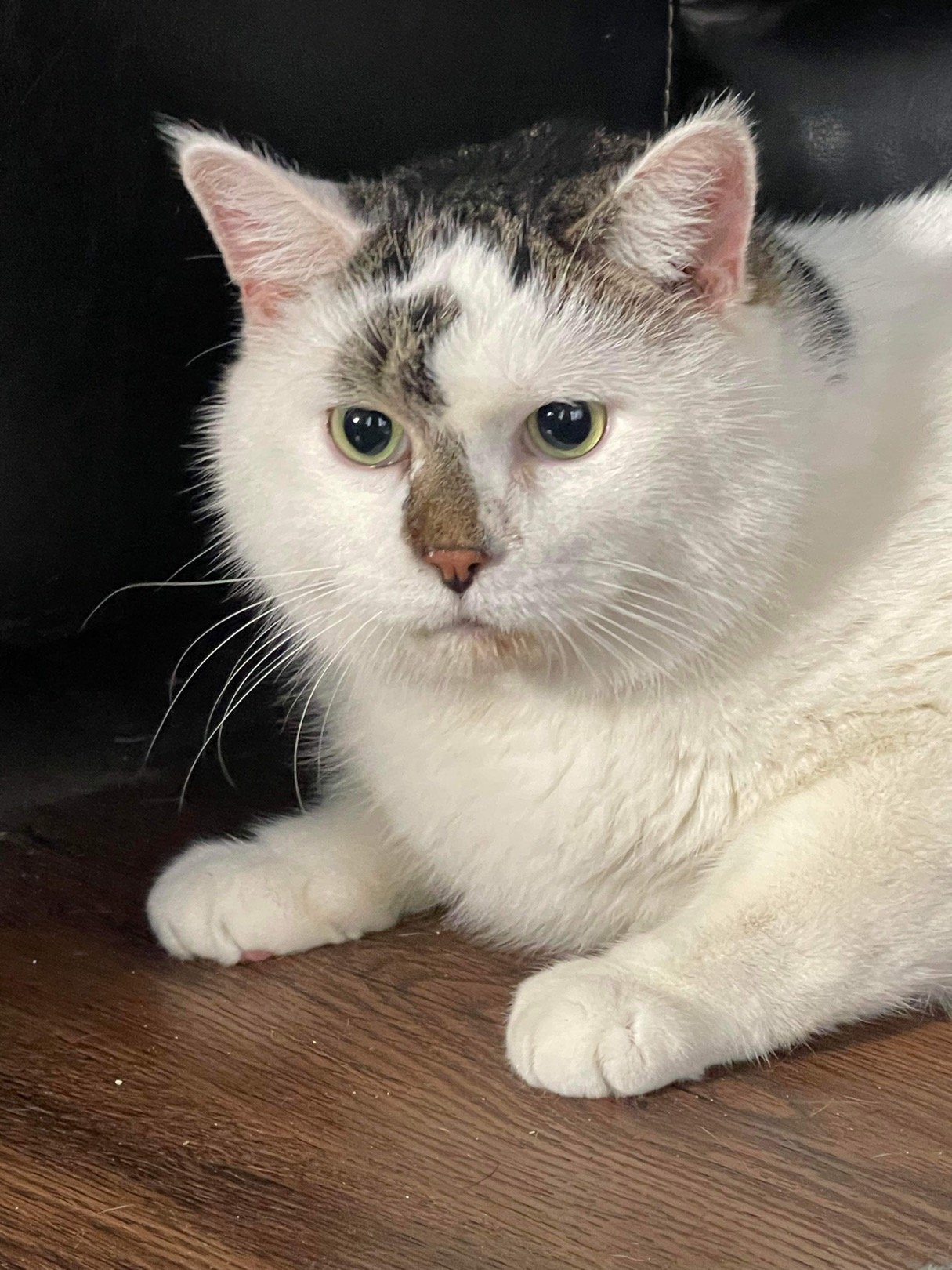 adoptable Cat in Bay City, MI named Puddy