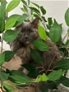 adoptable Cat in bay city, MI named Charmin (Moo Moo)