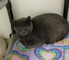 adoptable Cat in Bay City, MI named Hope