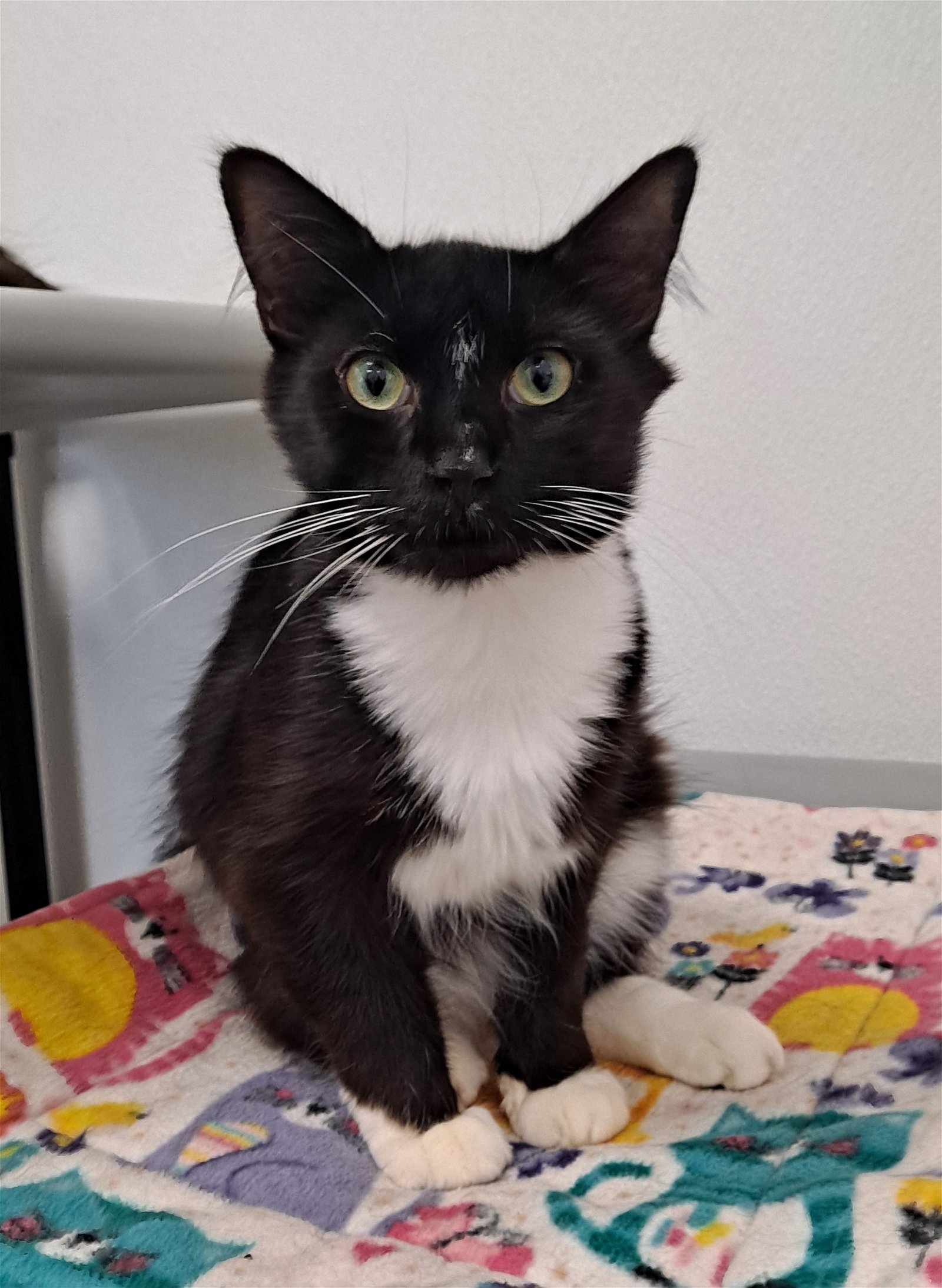 adoptable Cat in Bay City, MI named Costello