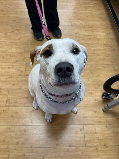 adoptable Dog in Bay City, MI named Macy