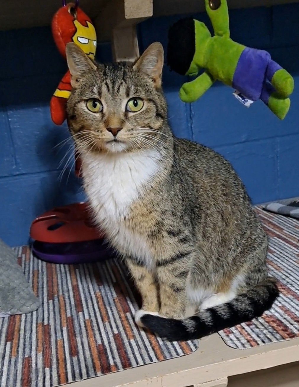 adoptable Cat in Bay City, MI named Cubbie