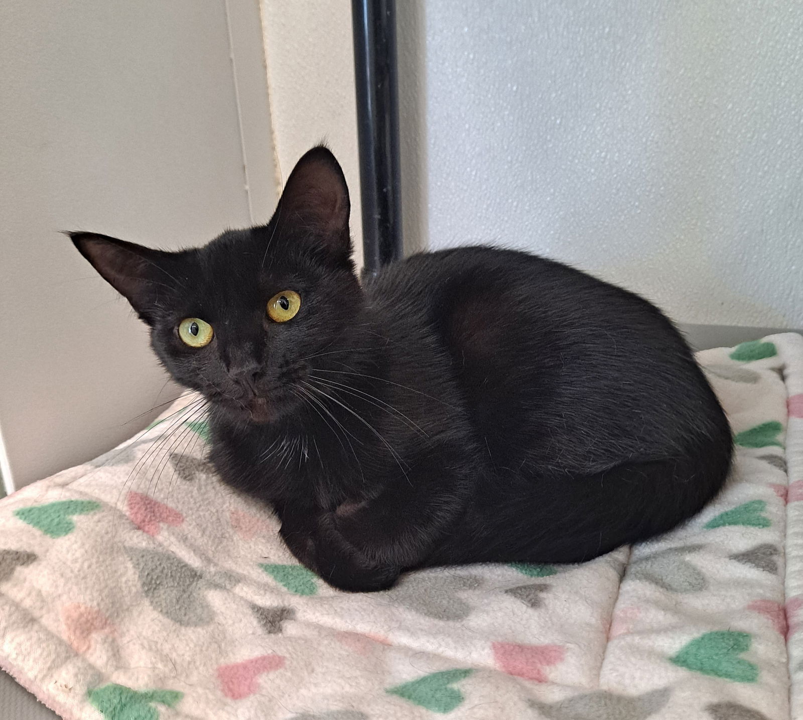 adoptable Cat in Bay City, MI named Godiva