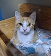 adoptable Cat in Bay City, MI named Little Prince