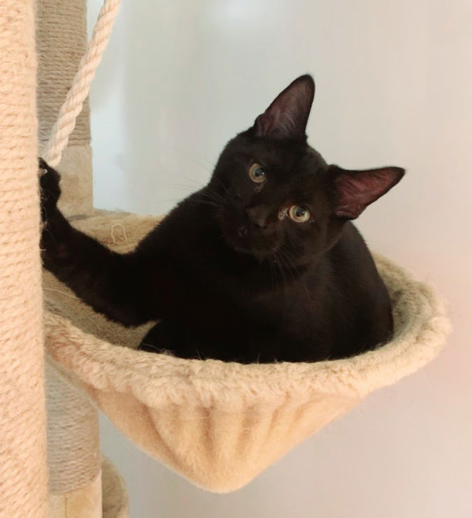 adoptable Cat in Bay City, MI named Westley