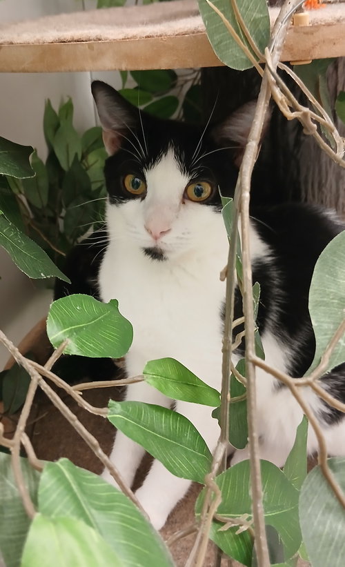 COPACABANA - Domestic Short Hair available for adoption