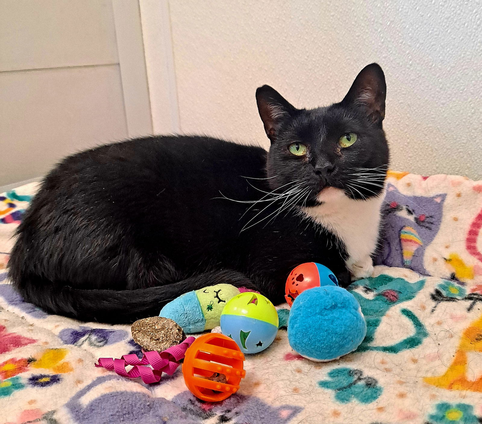 adoptable Cat in Bay City, MI named Cazillia