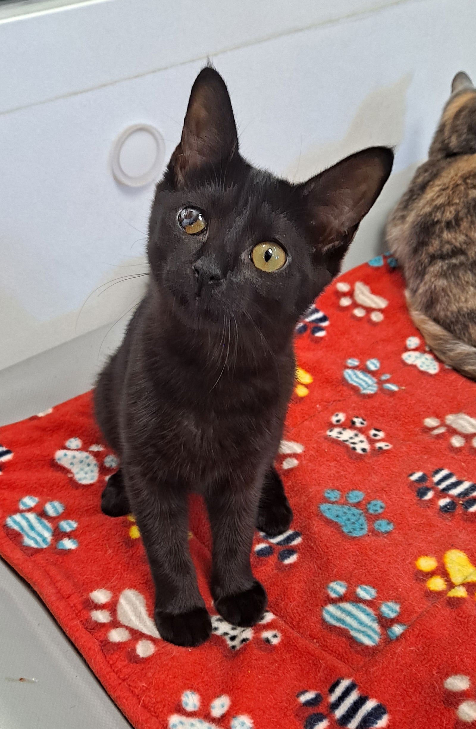 adoptable Cat in Bay City, MI named Fennec Rain