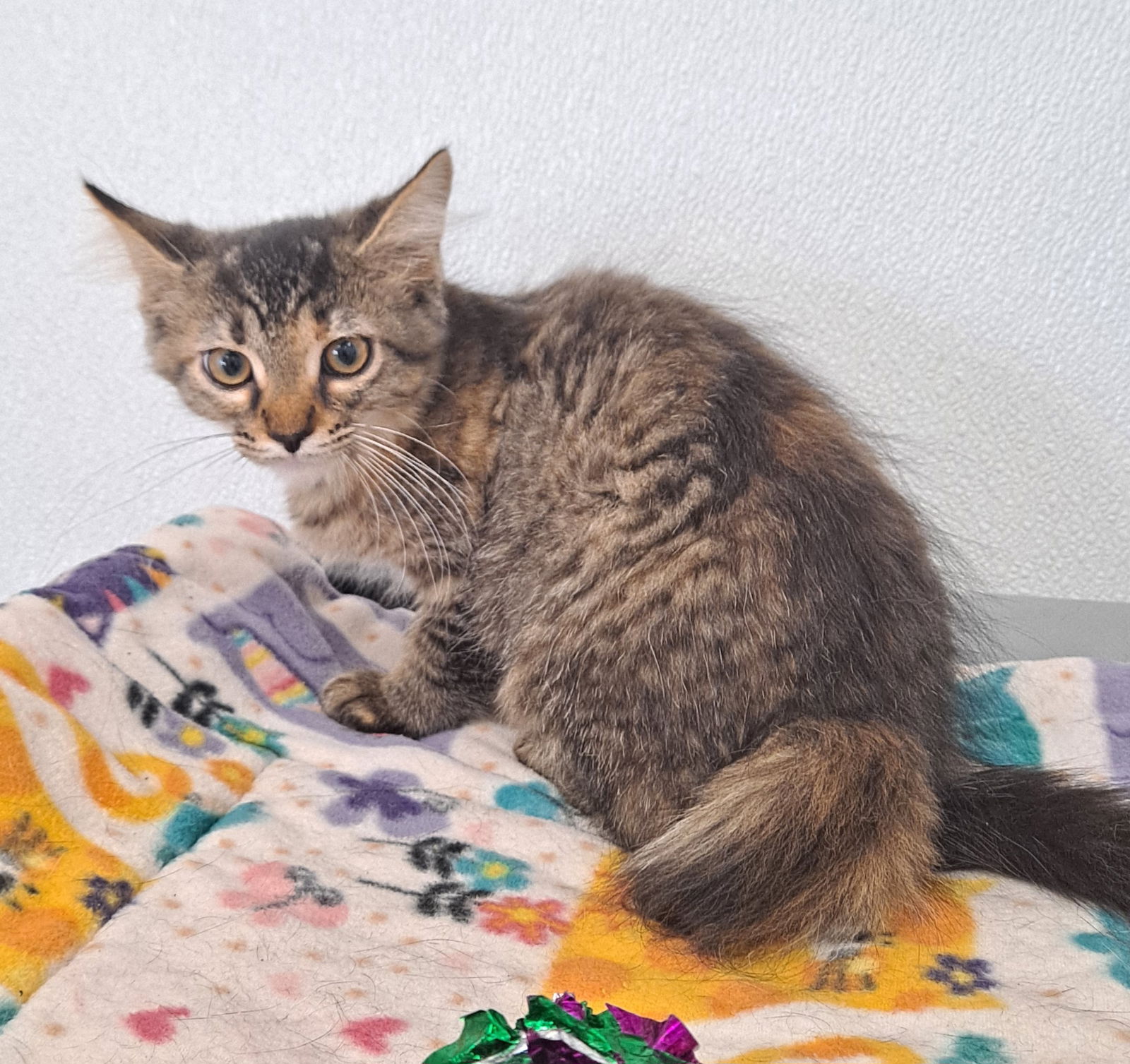 adoptable Cat in Bay City, MI named Dolly Mae