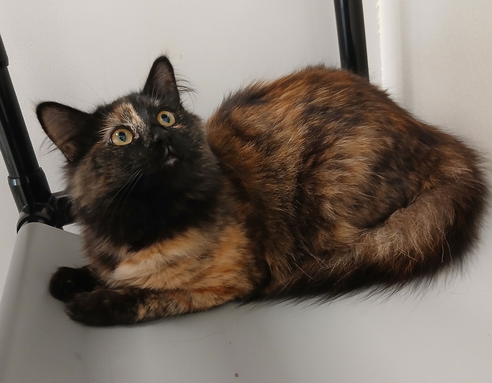 adoptable Cat in Bay City, MI named Cece