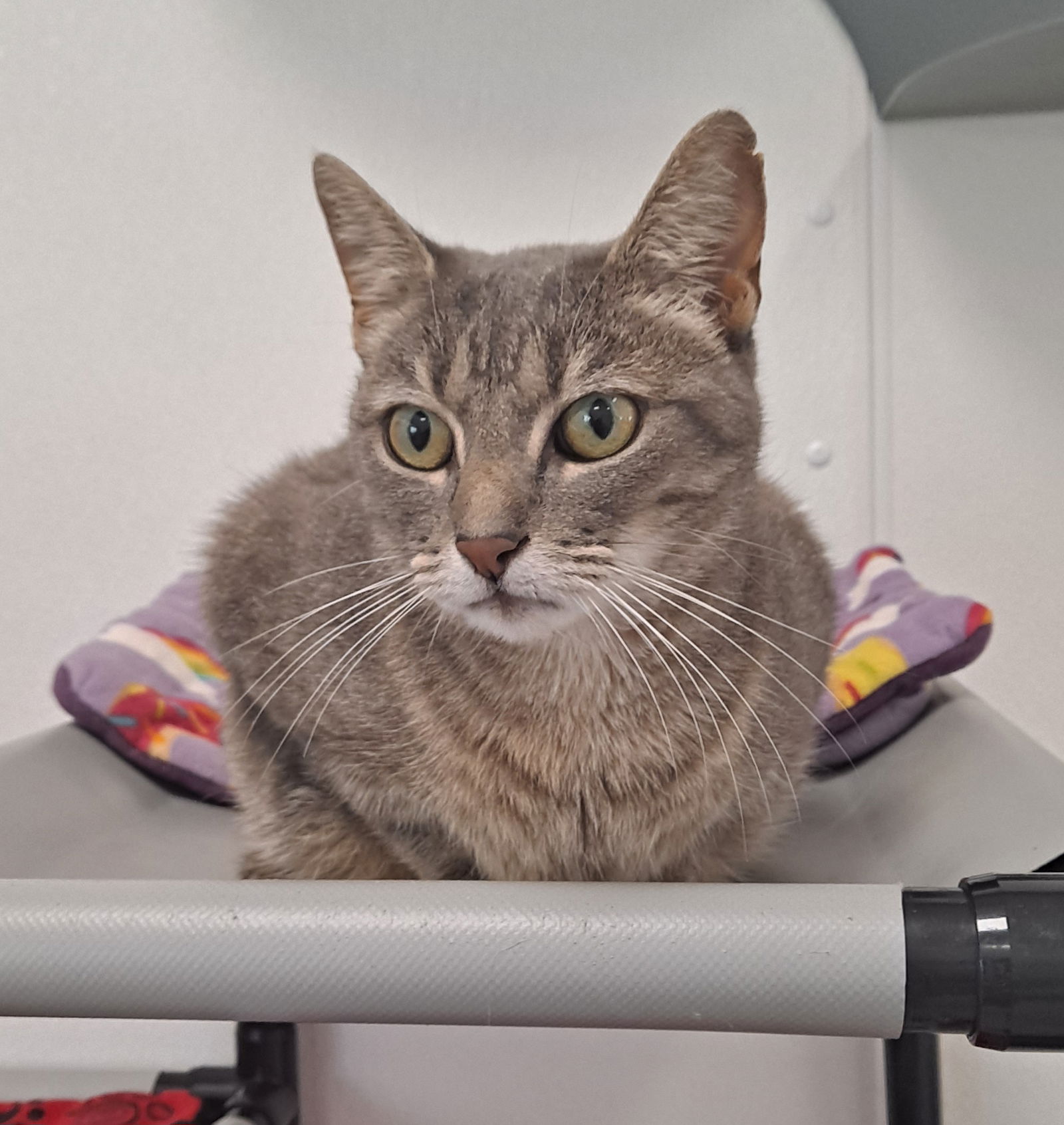 adoptable Cat in Bay City, MI named Gravy