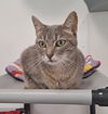 adoptable Cat in , MI named Gravy